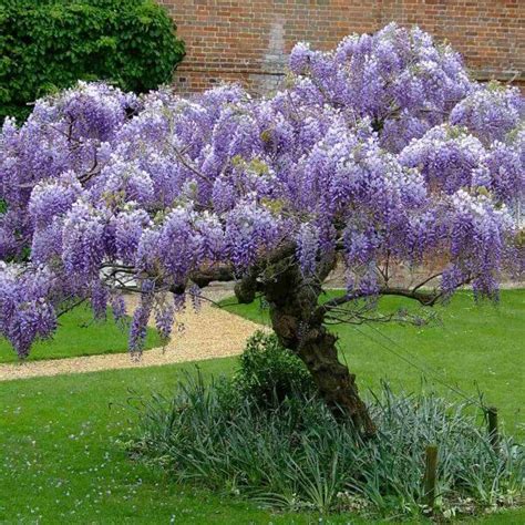 10 Most Beautiful Trees In The World