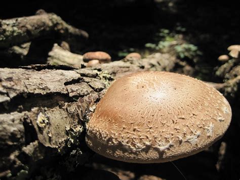 Grow Appalachia Shiitake Mushroom Logs A Food Health