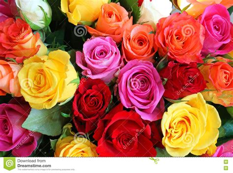 Free samples by post to try before you buy. Multi Coloured Roses For Background. Stock Photo - Image ...