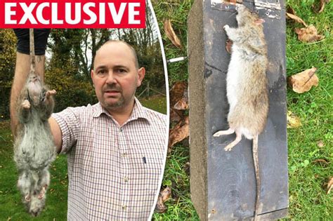 Giant Rat Snared Is Britains Biggest Ever Measuring 20 Inches Daily Star