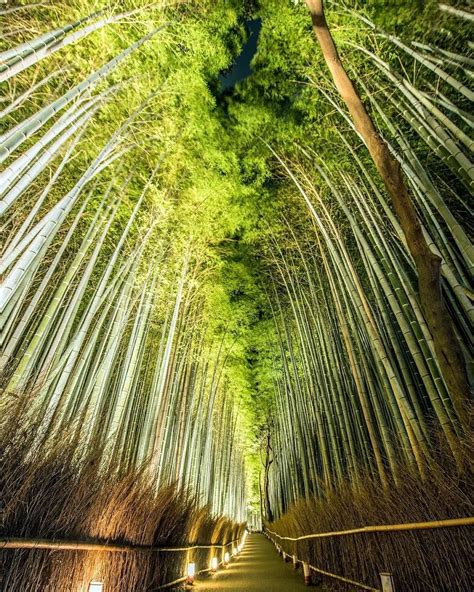 Sagano Bamboo Forest Arashiyama Kyoto Japan 嵯峨野 竹林の道 嵐山 京都 日本