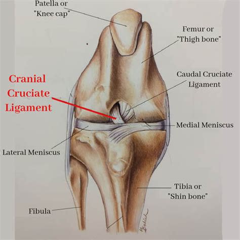 In this article we focus on the knee tendons and ligaments, as they are so important for mobility. Leg Ligaments Diagram - Ankle Fractures Broken Ankle Florida Orthopaedic Institute / The femur ...