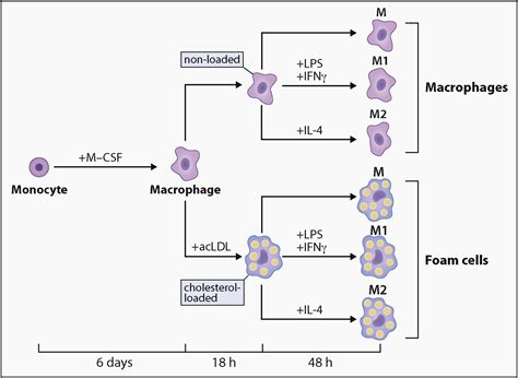 Conversion Of Human M Csf Macrophages Into Foam Cells Reduces Their Proinflammatory Responses To
