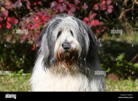 polish lowland sheepdog high resolution stock photography  images alamy