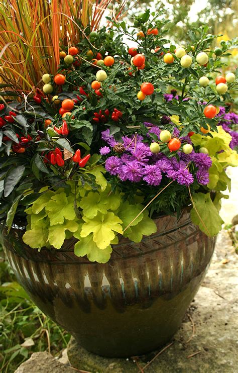 Grow A 1 Fall Container Garden On A 99 Gardener Budget With Images