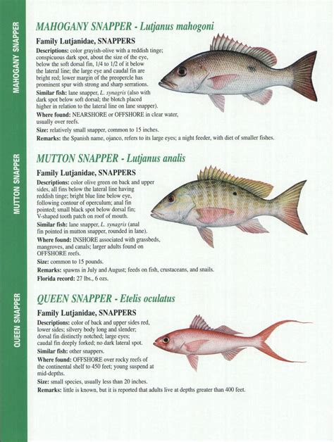 Saltwater Fish Species Identification
