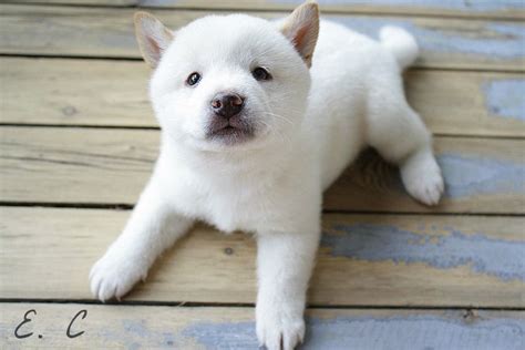 White Shiba Inu Puppy Shiba Inu Puppy White Shiba Inu Puppy Cute Dogs