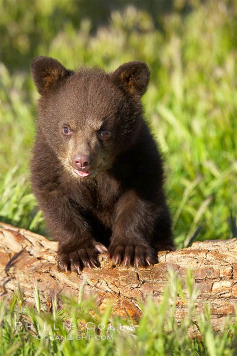 American Black Bear Male Cub Ursus Americanus 12273