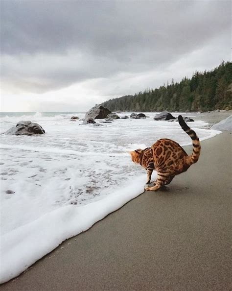 Stunning Picture Of Bengal Cat On A Grey Beach Advocating Animal Welfare