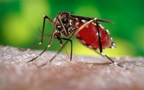 London Underground Mosquito ⋆ Into The Void Science