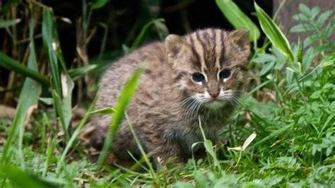 Uzoo Wildcats And Kittens A Beginners Guide Katzenworld