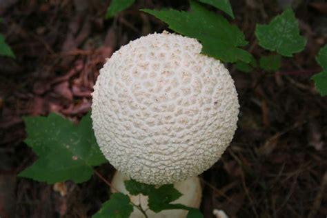 Big White Mushroom Flickr Photo Sharing