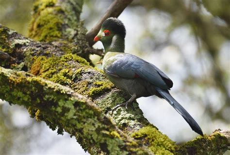 Ethiopias Endemic Birds Naturetrek