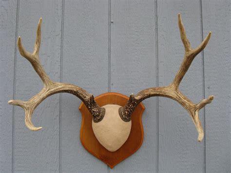 Whitetail Deer 4x4 Antlers Rack Horns Wall European Hard Cap Mount