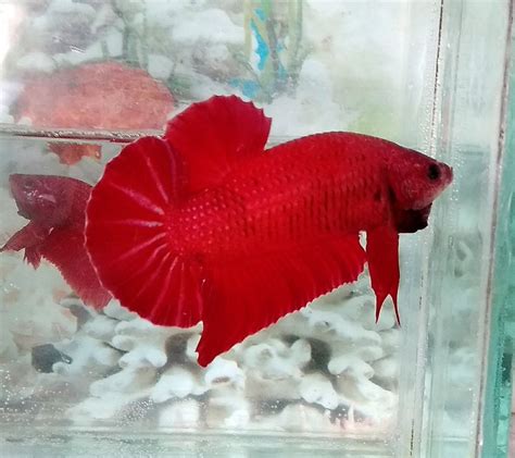 2 10 inspirasi hiasan aquarium murah meriah. Jual Hiasan akuarium Cupang GIANT SUPER RED di lapak PSN ...