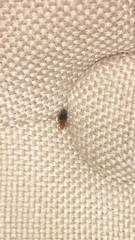 Is This A Bed Bug He Was In The Headboard Of My Bed And Teeny Tiny