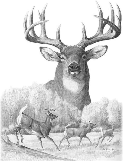 Deer Art For Sale Deer Art Deer Drawing Animal Drawings