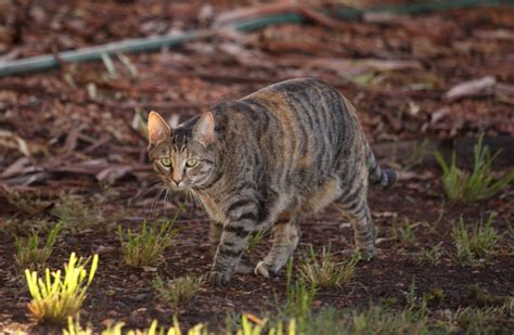 Why Australia Plans To Cull Millions Of Feral Cats