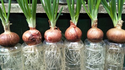 How To Grow Red Onions Fast New Methods My Agriculture Youtube