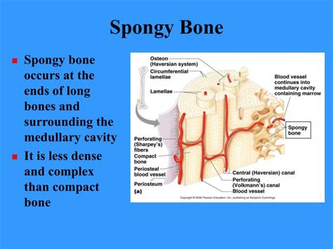 Ppt Bones And Bone Tissues Powerpoint Presentation Id416539