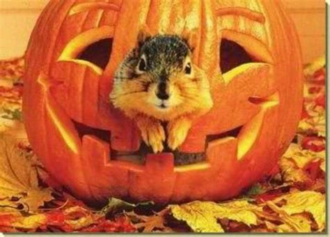 Jack O Lantern Squirrel Halloween Animals Halloween Pumpkins Squirrel