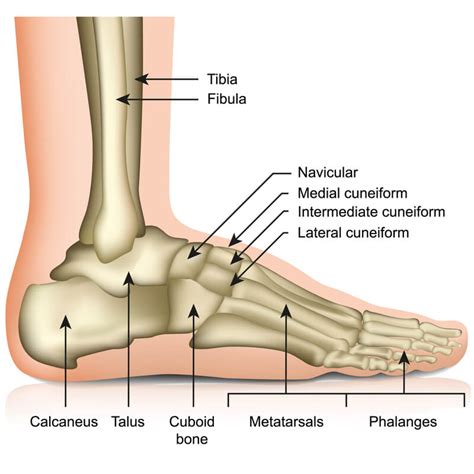 Calcaneus Bone