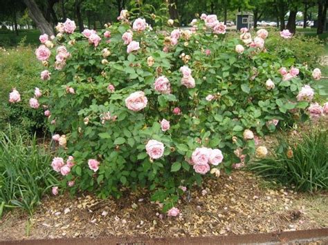 They have a reputation for being difficult to grow since they do need more attention than some of the other rose. Belinda Dream Rose