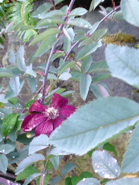 Maybe you would like to learn more about one of these? Rosa glauca with clematis 'Rouge Cardinal'. | Heirloom ...