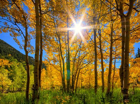 Picture Rays Of Light Autumn Nature Trees