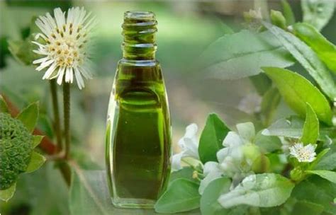 In this article, let us see the benefits of the oil in detail, its diy recipe, and the use of bhringraj oil for hair growth. How to try Bhringraj (Eclipta Alba) for Hair Fall and Hair ...
