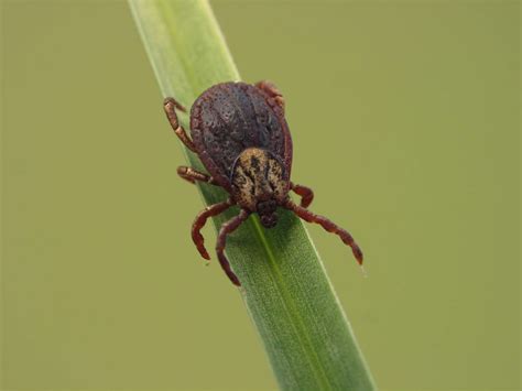 An Overview Of Common Tick Borne Diseases In Dogs
