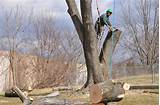 Eds Tree Service Pictures