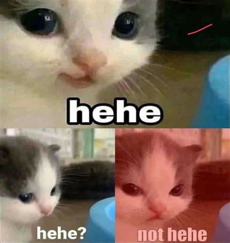 Hehe Not Hehe Cat Angry Rmemetemplatesofficial