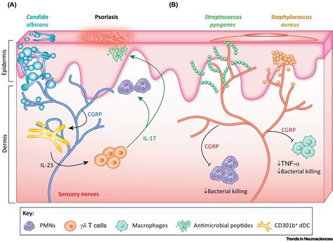 Neuronal Regulation of Immunity in the Skin and Lungs: Trends in