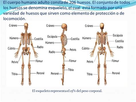 Cuantos Huesos Tiene El Cuerpo Humano Adulto Y Un Bebe Consejos De Beb