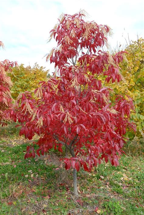 May be susceptible to borers. Sourwood | Plants, Flowering trees, Ornamental plants
