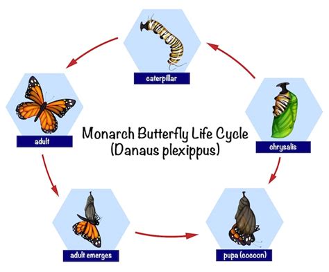 Premium Vector Monarch Butterfly Life Cycle