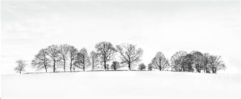 Trees On The Hill Photograph By Richard Burdon Fine Art America