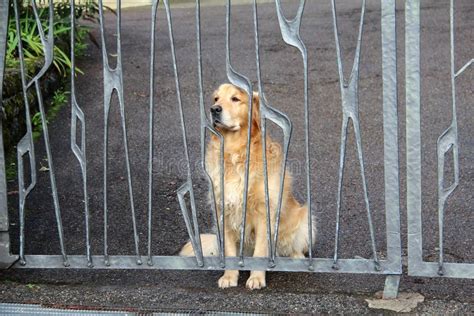 Dogs Behind The Fence Stock Photo Image Of Barking 102940086
