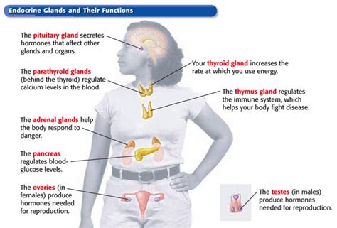 Endocrine System Glands Diagram Quizlet