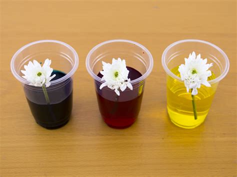 How to dye flowers with food colouring - ActivityBox