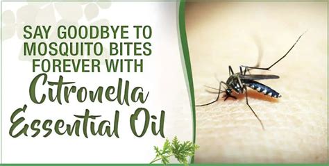Say Goodbye To Mosquito Bites Forever With Citronella Essential Oil