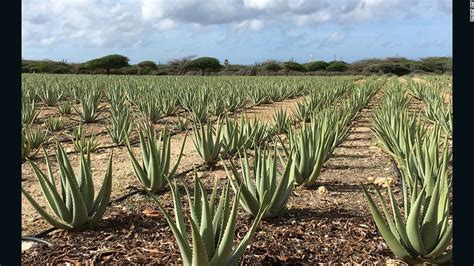Aruba Aloe Sheds Light On Potent Powerful Plant Cnn Travel