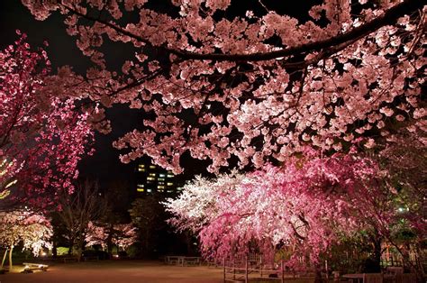 Yozakura Illuminated Cherry Blossoms At Shukkei En Gethiroshima