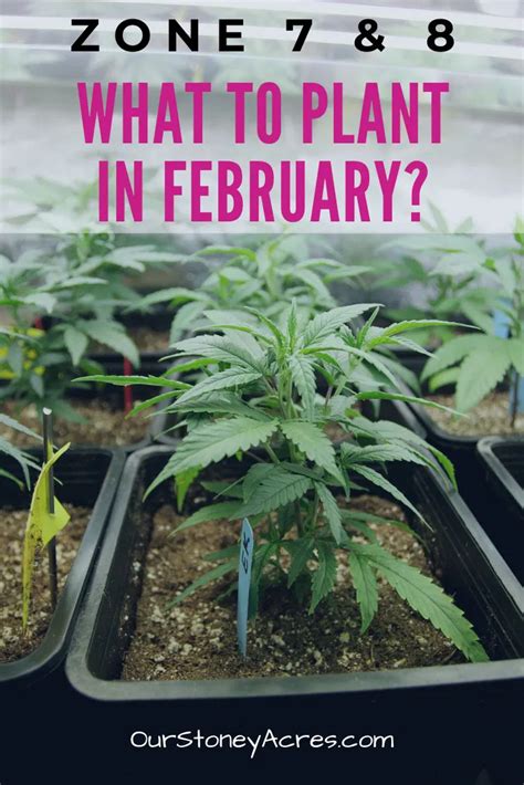 Well, endive came off the list as well as cauliflower but that doesn't mean i won't plant some more cauliflower anyway. What to plant in February-Zones 7 & 8 - Our Stoney Acres ...