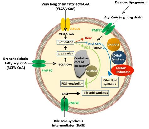 Check spelling or type a new query. Structure and functions of peroxisomes | Leaders in ...