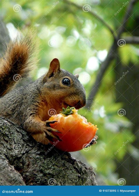 Squirrel Eating A Tomato Stock Image Image Of Funny 91073095