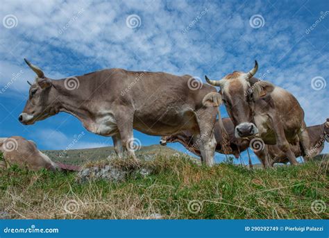 Cows Grazing On Mountain Stock Image Image Of Anal 290292749