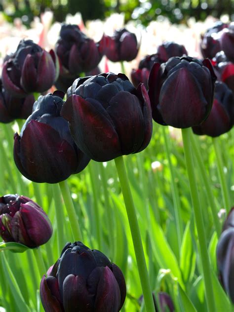 Tulip Black Hero Black Tulips Dutchgrown Order Online