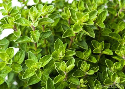 Types Of Thyme Plants Varieties Of Thyme For The Garden Dummer ゛☀